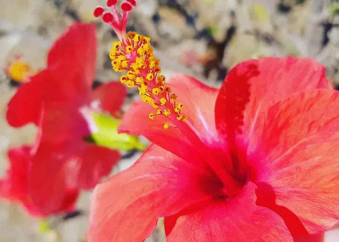 Aspro Spiti 2* Tigkaki (Kos)