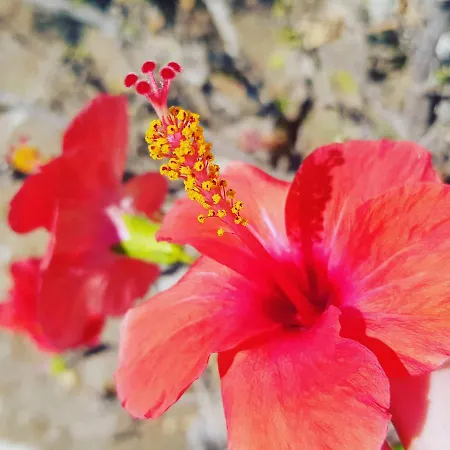 Aspro Spiti 2* Τιγκάκι